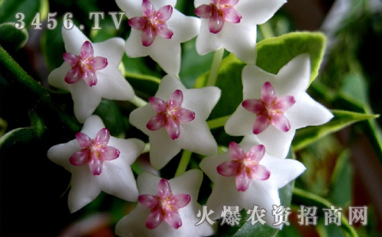 球兰的肥水管理方法