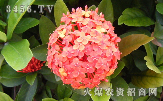 球兰的肥水管理方法