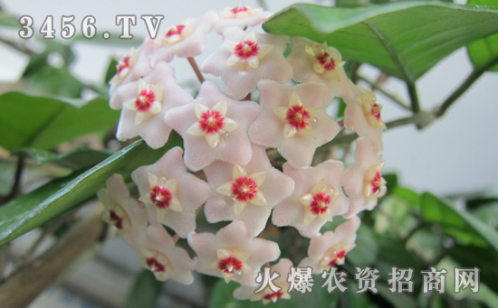 球兰的肥水管理方法