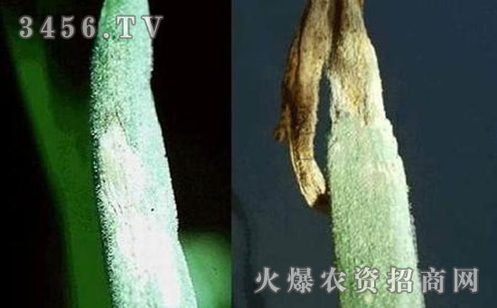 大葱,洋葱霜霉病菌属专性寄生菌,只危害葱类蔬菜.