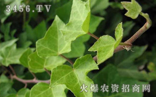 常春藤叶子发蔫怎么办