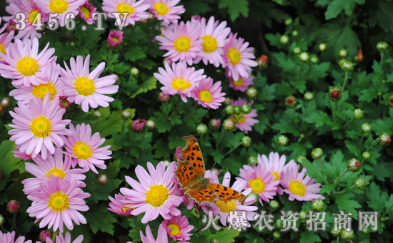 菊花根癌病怎么回事，菊花根癌病的防治方法