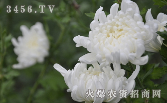 菊花根癌病怎么回事，菊花根癌病的防治方法