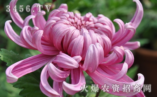 菊花根癌病怎么回事，菊花根癌病的防治方法