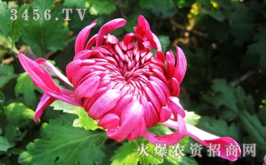 菊花菌核病怎么回事， 菊花菌核病的防治方法