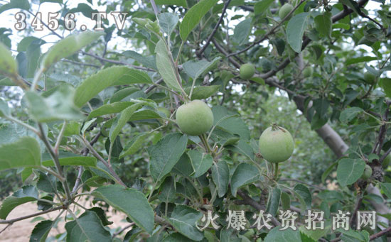 苹果树种植介绍