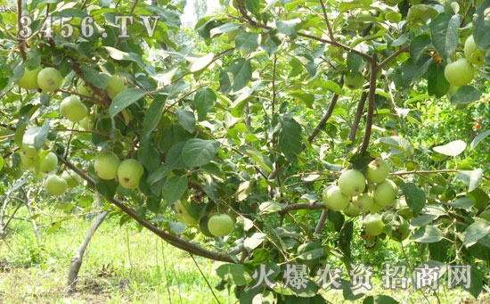 苹果树种植介绍