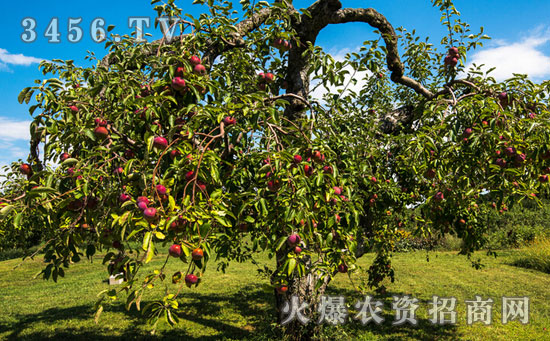 苹果树最佳种植时间