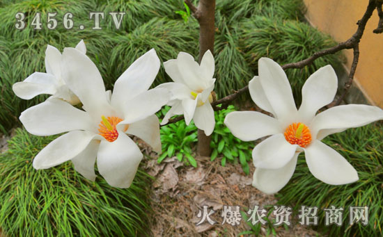 白玉兰和白兰花怎么区分