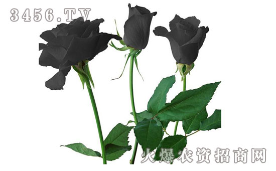 黑色玫瑰花语以及传说