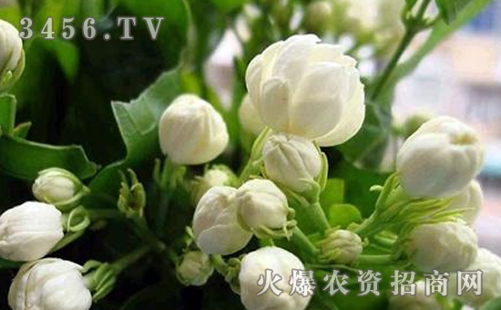 茉莉花炭疽病怎么回事，茉莉花炭疽病的防治方法