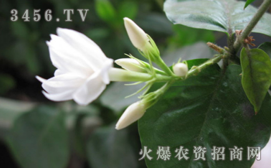 茉莉花烂根的原因，茉莉花烂根怎么办