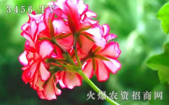 天竺葵的播种方法