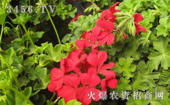 天竺葵的播种方法