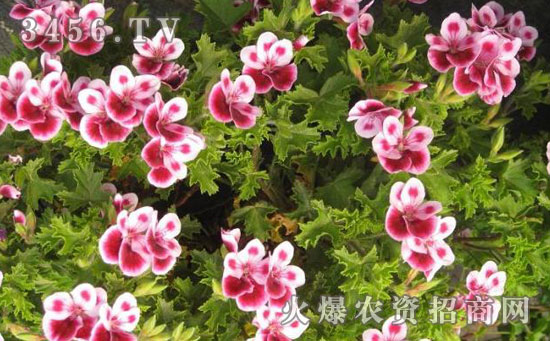 天竺葵的播种方法