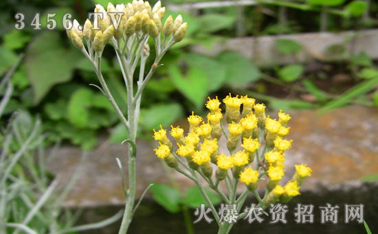 芙蓉菊怎么浇水，芙蓉菊几天浇一次水