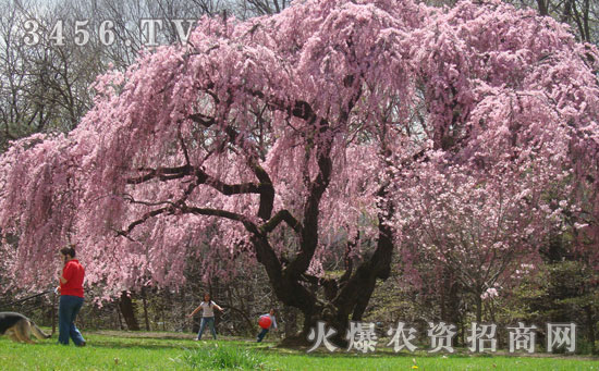 樱花的养殖方法