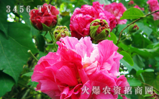 木芙蓉怎么浇水，木芙蓉多久浇一次水