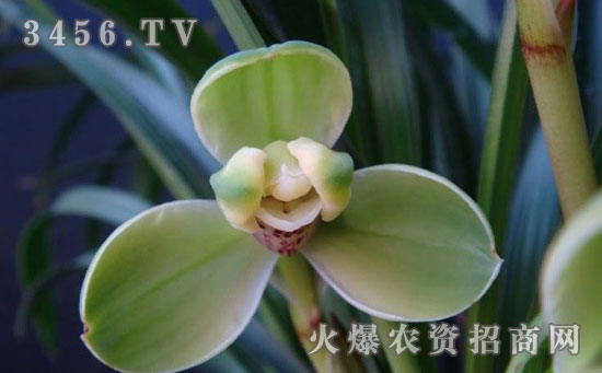春兰花怎么繁殖