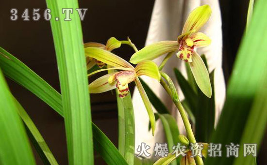 春兰花怎么繁殖