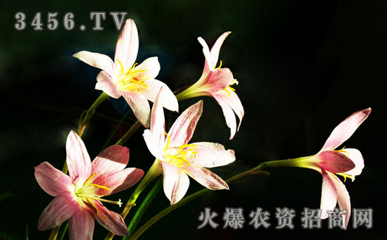 种兰花用什么土最好