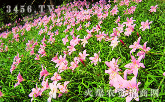 种兰花用什么土最好