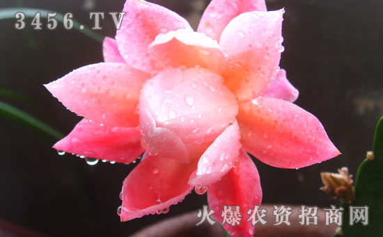 令箭荷花可以吃吗