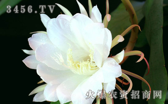 令箭荷花可以吃吗