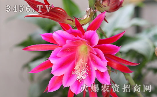 令箭荷花可以吃吗