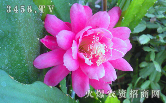 令箭荷花可以吃吗