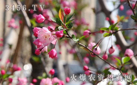 海棠花的风水寓意，海棠花的室内摆放和应用