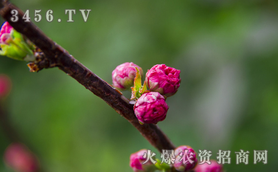 海棠花的风水寓意，海棠花的室内摆放和应用