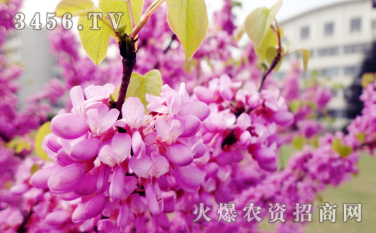 紫荆花怎么浇水，紫荆花几天浇一次水