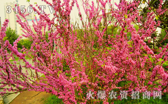 紫荆花怎么浇水，紫荆花几天浇一次水