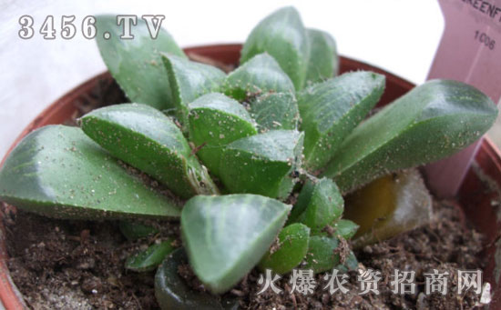 玉露和水晶掌的区别