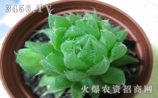 玉露和水晶掌的区别