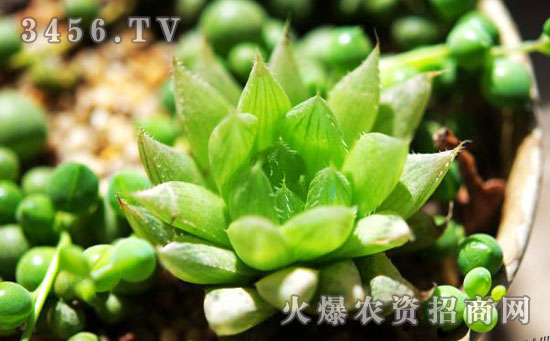玉露和水晶掌的区别