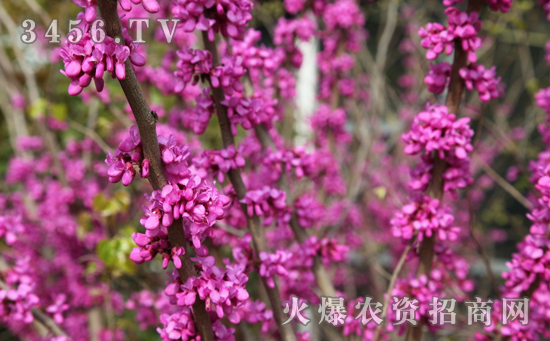 紫荆花怎么修剪,紫荆花的整形修剪方法