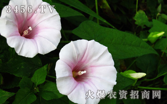 牵牛花种子怎么种