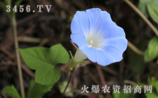 牵牛花种子怎么种