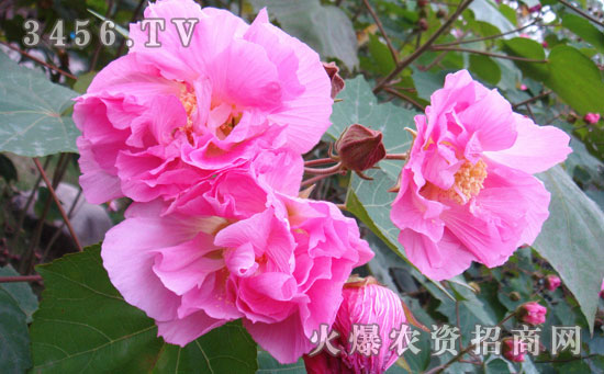 芙蓉花特点是什么