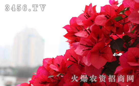 盆栽三角梅如何养殖，盆栽三角梅的养护方法