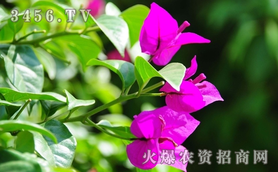 盆栽三角梅如何养殖，盆栽三角梅的养护方法