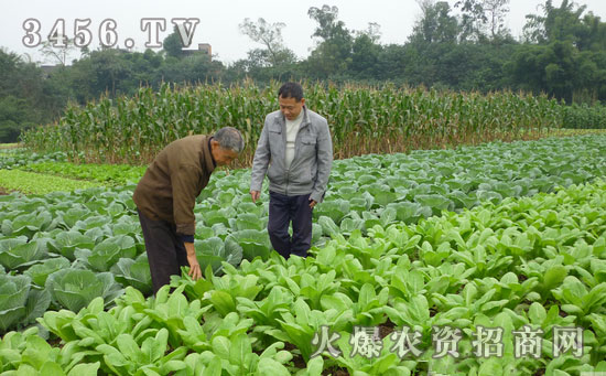 秋莴苣高产栽培技术