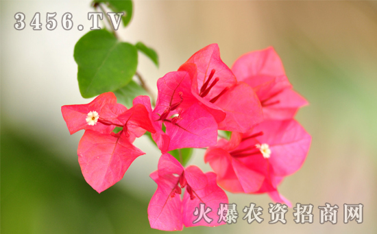 三角梅控水促花三部曲