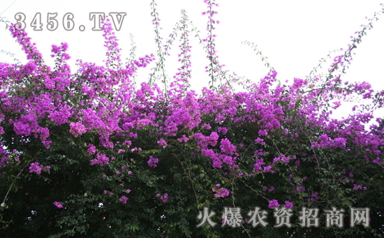 三角梅控水促花三部曲