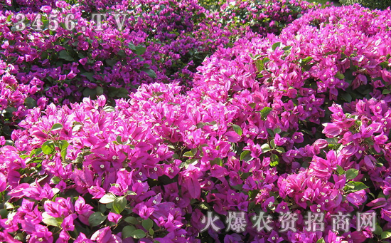 三角梅控水促花三部曲