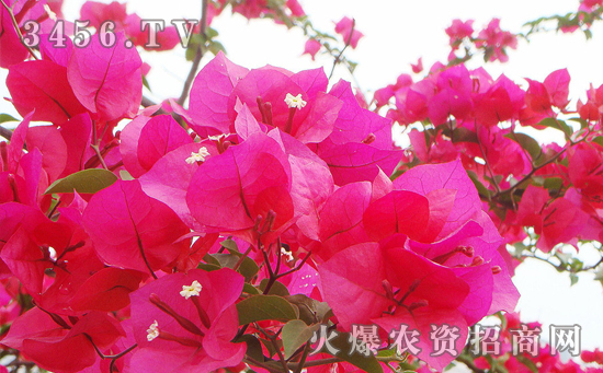 三角梅怎么浇水，三角梅几天浇一次水