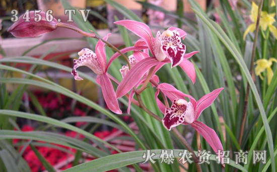 大花蕙兰怎么浇水，大花蕙兰几天浇一次水