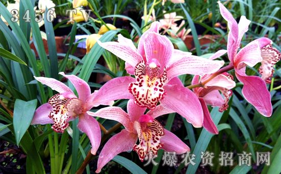 大花蕙兰怎么浇水，大花蕙兰几天浇一次水
